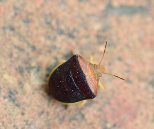 Réf. 284 459 : Ventocoris rusticus
